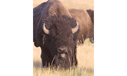 Buffalo